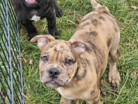 Old Englisch Bulldoggen welpen