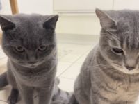 2 BKH Brüder 8 Monate Checkheft gepflegt 🤗