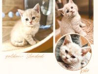 BKH reinrassig kitten Bärchen lilac Creme