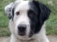 Käpt‘n Blaubär, geb. ca. 01/2023, lebt bei einer Familie in 09514 Pockau