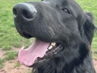 Flat Coated Retriever Welpen