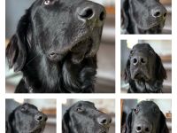 Deckrüde / chien male