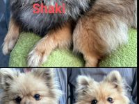 Zwergspitz pomeranian außergewöhnlich