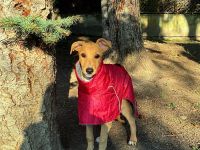 Szelek Kiralya Magyar Agar