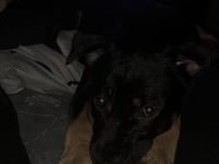 Schäferhund Bulldogge Mix rüde