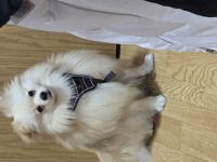 Welbe Rüden 31.1.2025 ab zugeben