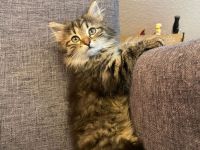 Wunderschönes Sibirisches Kätzchen sucht Ihre Familie