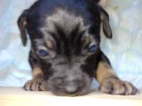 Jack Russell Terrier/Pekinese Mix