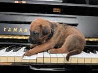 Rhodesien Ridgeback Welpen Dark Red Wheaten