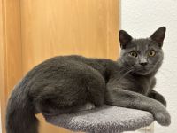 Bkh Kater sucht neues Zuhause!