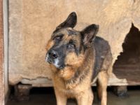 Alterswohnsitz für stattlichen Rex gesucht