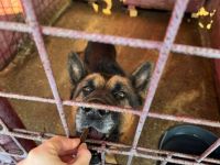 Alterswohnsitz für stattlichen Rex, den grau-bärtigen, gesucht.