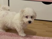 Süße Baby Bichon Frise