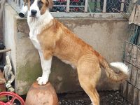 Liebevolle Fellnasen suchen neues schöne zuhause