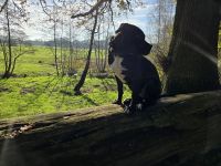 Liebevolle Hündin in gute Hände abzugeben