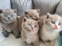Britisch Kurzhaar reinrassige BKH Kitten lilac, lilac-white, blue