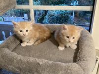 Reinrassige Maincoonbabys