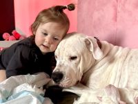 NEUE Welpen 19.12.24 sind da.. die reinrassigen Dogo Argentinos mit Ahnenpass