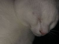 BKH Kitten Männlich