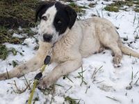 Kasper, das fantastische Welpenkind, sucht ein Zuhause.