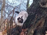 wunderschöne Siamkatze