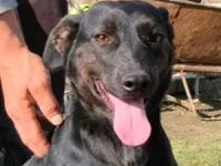 Lujzi sucht ein Zuhause