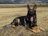 Deutsche Schäferhundin, DDR-Blutlinie, Hündin