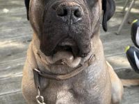 Bullmastiff