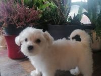 Elli Mini Malteser welpe