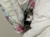 Süße Katze sucht neues zu Hause.