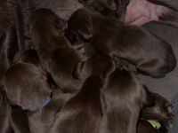 Wunderschöne Labrador X Deutschkurzhaar Welpen