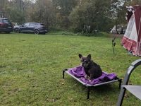 Französische Bulldogge Deckrüde