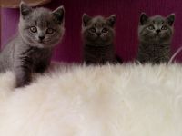 BKH Kitten in Blau