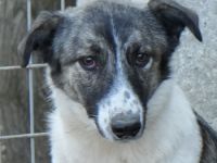 Ranja, geb. ca. 11/2023, lebt in GRIECHENLAND, auf einer privaten Pflegestelle