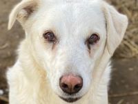 Lighty, geb. ca. 12/2021, lebt in GRIECHENLAND, auf einer privaten Pflegestelle