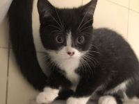 Kitten Britisch-Kurzhaar-Mix (BKH)