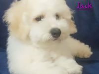 Bichon frisé Welpen aus Vereinszucht