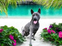 Chiang Exotic Wolfs Kennel