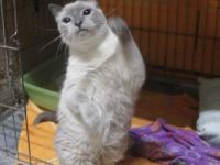 Koldi, Einzelprinzessin