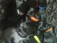 Kerry Blue Terrier Welpen aus Hobbyzucht