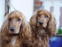 *Bezaubernde Englische Cocker Spaniel Welpen suchen ihr Traumzuhause!* 🐶❤