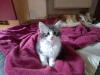 Norwegische Waldkatze, Kater; Kitten zu verkaufen mit Stammbaum