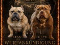 Very important Bully's (  Pocket Bullys )