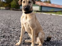 Kaya - Sehnsucht nach einem Zuhause