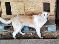 Tilly,  suchen ein Kuschelkörbchen