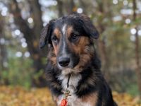 Goofy möchte endlich ankommen