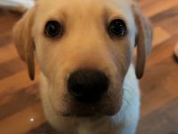 Labrador goldi mix Welpen