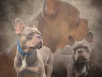 Deckrüde Isabella tan