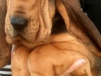 Bloodhound - Chien Saint Hubert Welpen