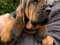 Bloodhound - Chien Saint Hubert Welpen